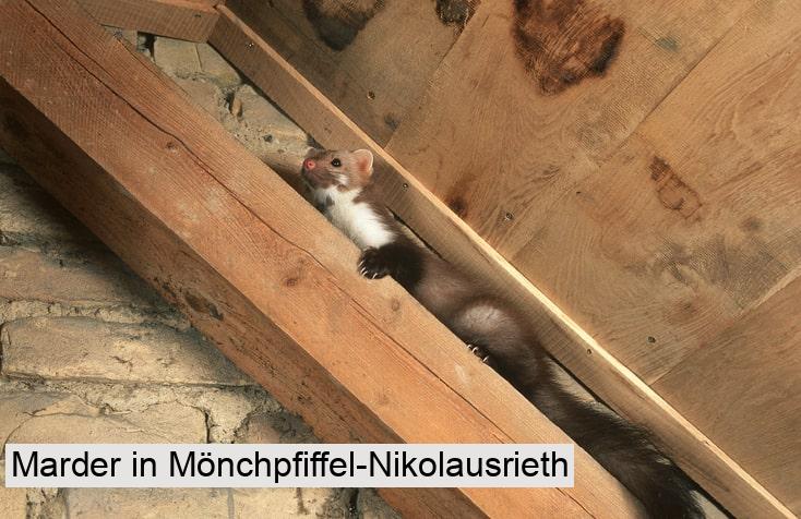 Marder in Mönchpfiffel-Nikolausrieth